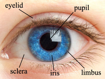 Dual Eyes Iris Scanner